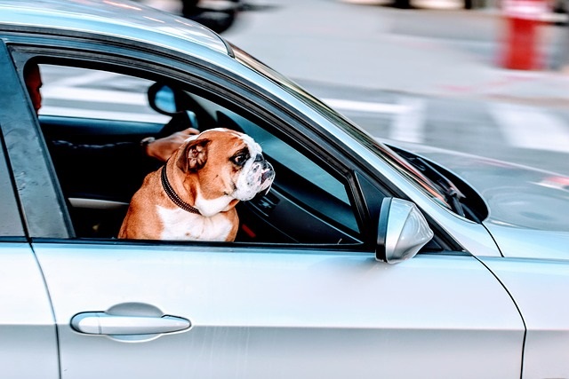 Traveling With Your Pet