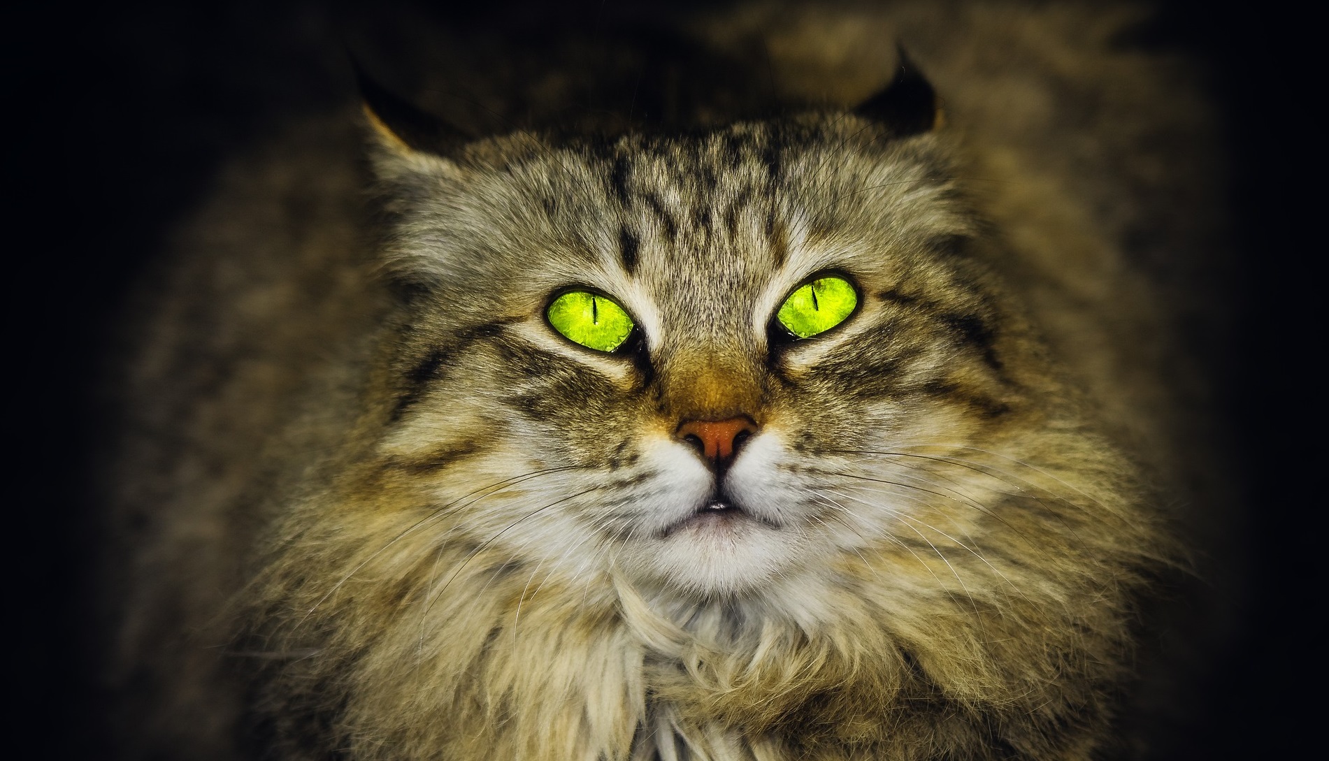 Holiday Safety For Cats