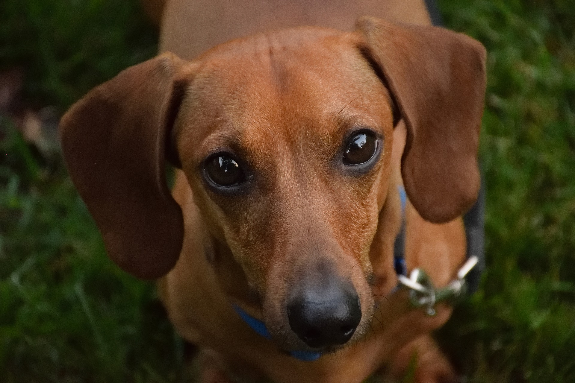 Holiday Safety Tips For Your Pet From The ASPCA
